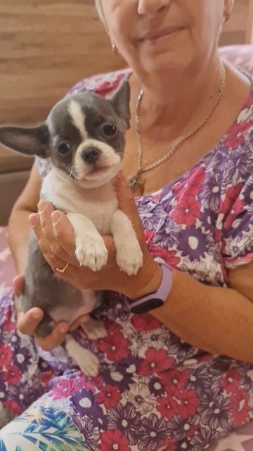 провожаем в новый дом Любава Купидоновна выпускник питомника чихуахуа и той-пудель Кастропуло Крым смотреть онлайн