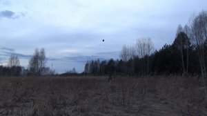 Вальдшнеп на шапку и манок. Миф или реальность.