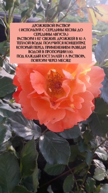 Подкормка для роз ЛЕТОМ🌹 #youtubeshorts #цветы #сад смотреть онлайн