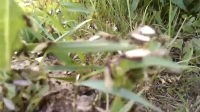 Летучие мураши смотреть онлайн