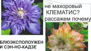 ДВА СЛОВА О МАХОРВЫХ КЛЕМАТИСАХ СЭН-НО-КАДЗЕ И БЛЮ ЭКСПОЛОУЖЕН