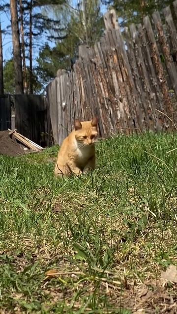 Жизнь уличных котов #рекомендации #кот смотреть онлайн