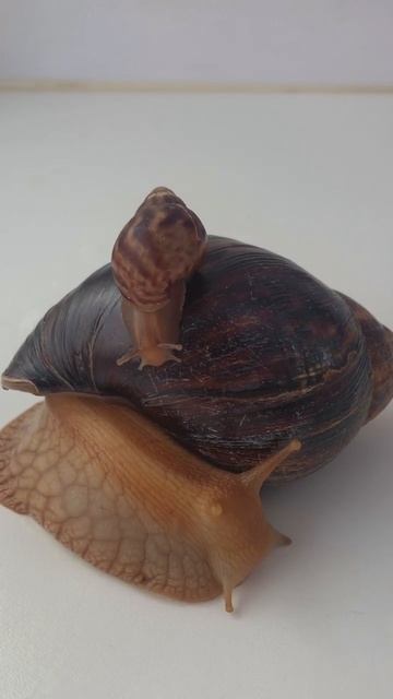 Маленькая и большая Ахатина 🐌🐌 #ахатины #улитки #домашниелюбимцы