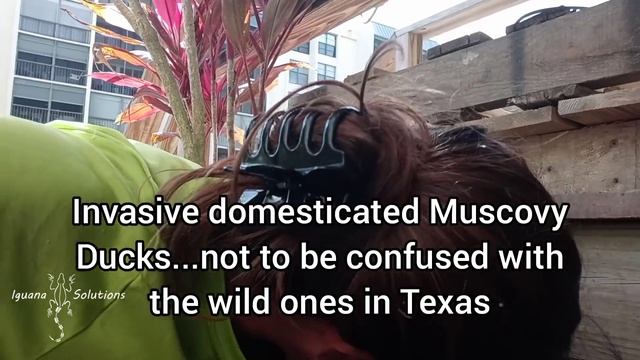 IguanAdventures with Iguana Solutions: invasive wildlife removal in Broward County Florida смотреть онлайн