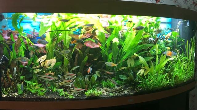 Juwel vision 450 22 июня 2021 г. смотреть онлайн