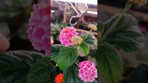 Знакомьтесь, Лантана.