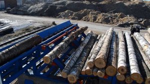 Накопительная эстакада для бревен производства компании Аркон в работе