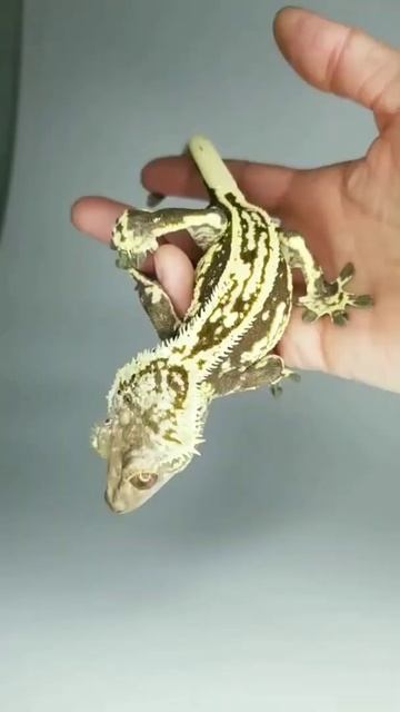 Бананоед Геккон 😍🦎 #shorts #gecko смотреть онлайн