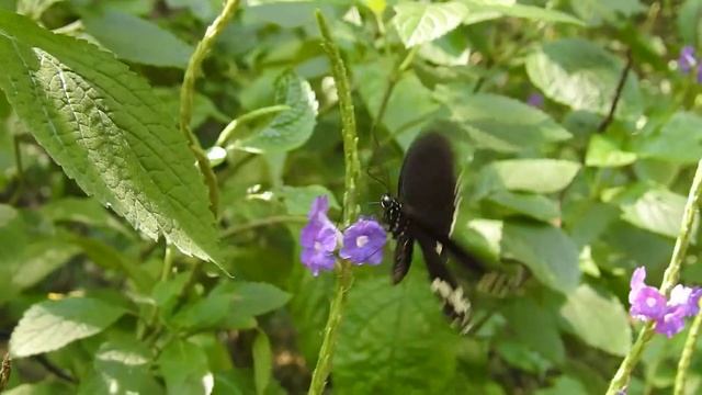 Common Mormon Papilio polytes butterfly nectaring behaviour DSCN8057 1 смотреть онлайн