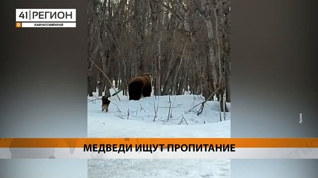 ВБЛИЗИ ПЕТРОПАВЛОВСКА И ЕЛИЗОВА ХОДЯТ КОСОЛАПЫЕ • НОВОСТИ КАМЧАТКИ смотреть онлайн