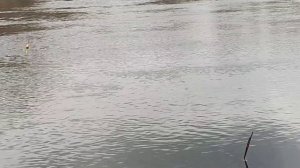 Оторвал все крючки но рыбу поймал.Рыбалка в новом месте на поплавок.
