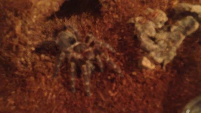 Grammostola pulchripes (Chaco Golden Knee) feeding смотреть онлайн