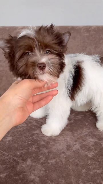Биро йорк Мальчик Стандарт 3 мес. Продается! #puppy #yorkie #цветныейорки #биверйорк #йорк #щенок