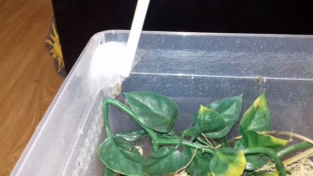 PHIDIPPUS REGIUS SPIDERLINGS!! TINY BABY'S смотреть онлайн