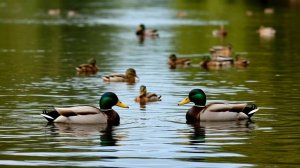 Утки на реке