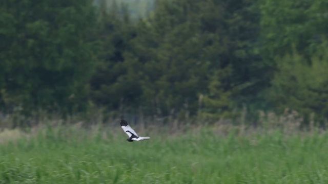 マダラチュウヒ♂稀な旅鳥