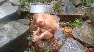 Poor Monkey Guy , Who Loves Biting Nail #suppercutemonkey