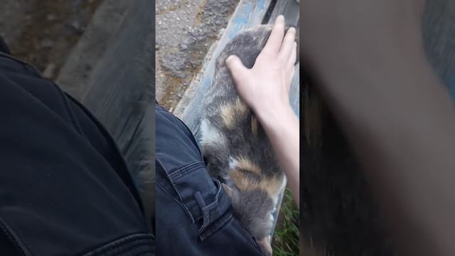 Кошачьи ласки, ухаживания, прелюдии и пр.