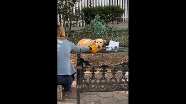 Люди заметили собаку. Рядом с ней лежала записка, прочитав которую, они не смогли сдержать слёз. смотреть онлайн