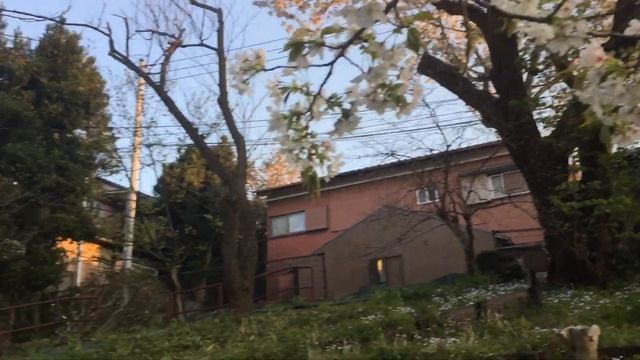 Корона. Сакура. Работа. смотреть онлайн