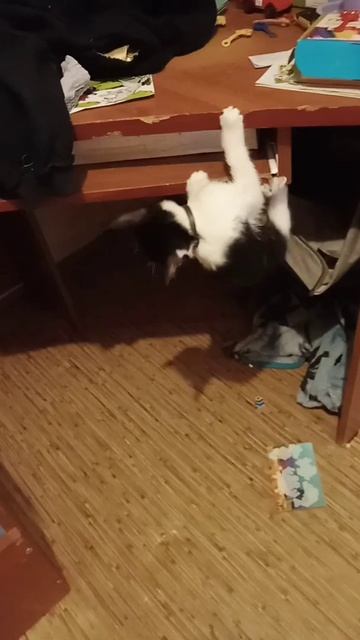 мой котёнок упал со стола😱 смотреть онлайн