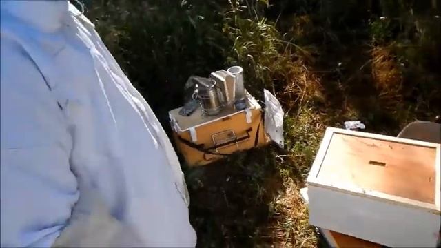 Varroa Mite Check смотреть онлайн