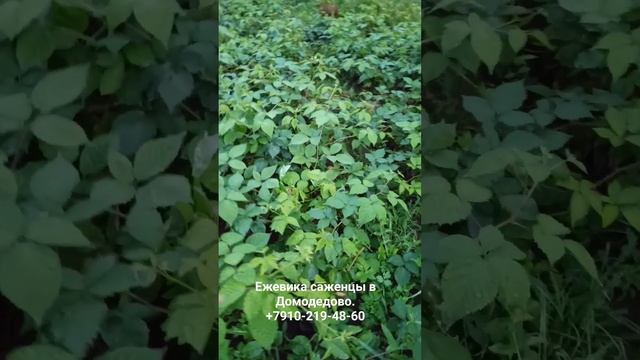 Саженцы Ежевики в Домодедово