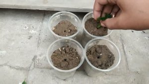 How to grow lantana plant from cuttings!lantana plant!by punjabi kitchen gardening