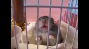 very angry hamster