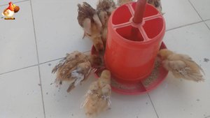 Цыплятам породы Род Айленд 34 дня 🐥❣️🐤