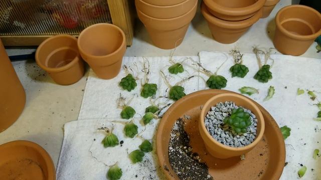 Giant Haworthia Cooperi - potting up - PART THREE смотреть онлайн