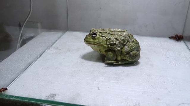 1000038590.mp4 смотреть онлайн