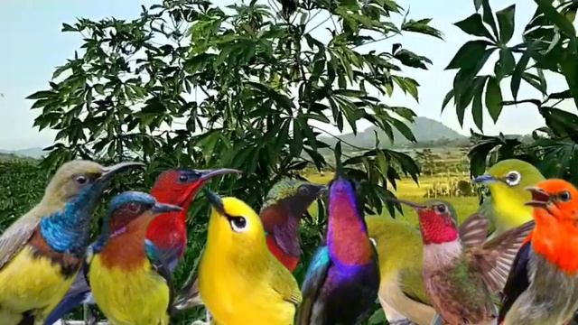 Suara pikat burung kecil paling ganas💯 Ampuh Semua jenis kolibri di jamin panen‼️ смотреть онлайн