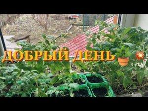 ОТХОДЫ В ДЕЛО.ЭКОНОМИЯ ПРИ  ВЫРАЩИВАНИИ РАССАДЫ.#дом,деревня,огород
