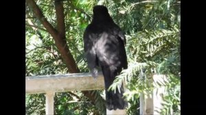 Thrush - Поющий дрозд на балконе.