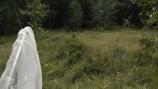 ПРАВЫЙ БЕРЕГ: Огнёвка трескучая и цикада смотреть онлайн