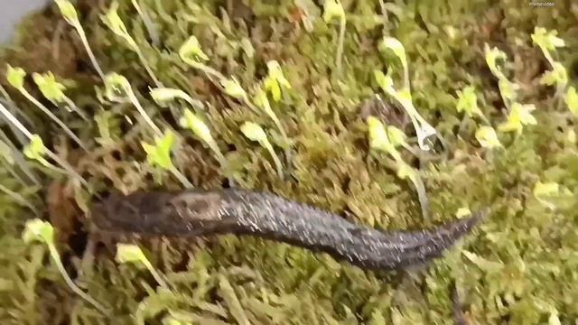 Tigerschnegel Limax Maximus Unboxing und ein paar Infos #schnegel #slugs смотреть онлайн