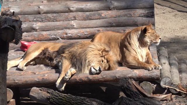 Сэм и Найти греются на солнышке. 25.04.2022 смотреть онлайн