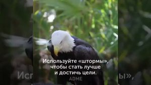 ОРЕЛ