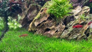 Ивагуми 180 литров