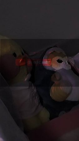 lv_0_20250412173018.mp4
