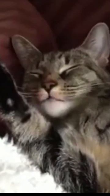 Funny Animal Video Clips#Eating Drinking Shitting Pissing And Sleeping -Daily Routine #吃喝拉撒睡#shorts