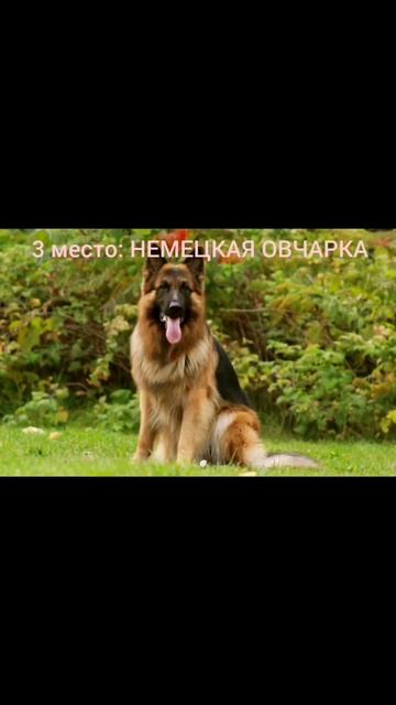 ТОП - 5 самых умных пород собак в мире #собакадругчеловека#собаки#лучшиедрузья#