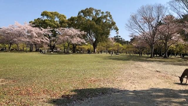 Kyoto Nara Kobe One Day Bus Tour смотреть онлайн