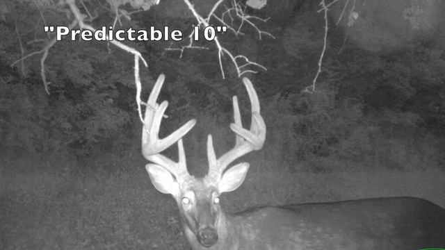 Mature Whitetail Strategies смотреть онлайн