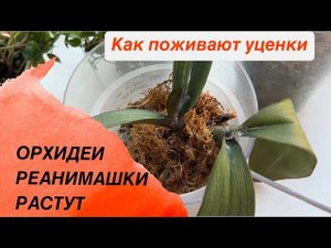 ОРХИДЕИ РЕАНИМАШКИ РАСТУТ. Уценки развиваются #пересадкаорхидеи #реанимацияорхидеи #уценкиорхидей