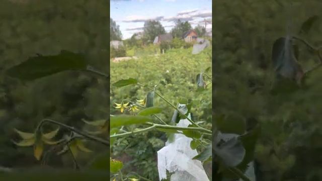 Мои томаты на 24 Июля 21 года . смотреть онлайн