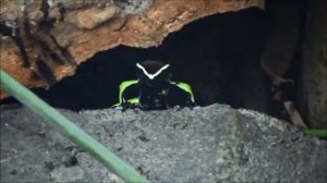 Mantella baroni - Boulenger, 1888 - HD - Mantella Harlequin - Parc Zoologique de Paris - 09/2014