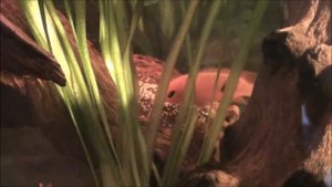Hemichromis lifalili laying eggs