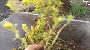 СПИРЕЯ ЯПОНСКАЯ РАЗМНОЖЕНИЕ ЖИВОЙ БОРДЮР